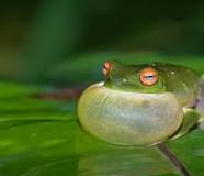 Have You Ever Had a Frog In Your Throat? | Wonderopolis