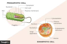 prokaryotes and eukaryotes