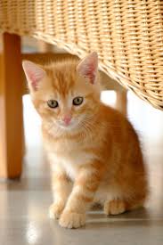 There are lots of trick to find out perfect name for a perfect male pets. Kawaii Neko 100 Cute Japanese Cat Names With Their Meanings Cat Appy