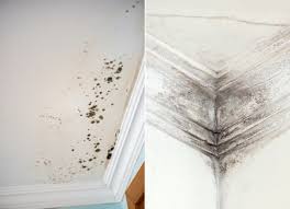What S The Difference Mold Vs Mildew