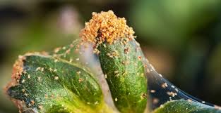 Spider mite infestations usually start during the vegetative growth stage, and your marijuana plants will be susceptible to spider mite. How To Get Rid Of Kill Spider Mites Trifecta Natural