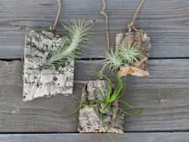 can-you-put-air-plants-on-wood