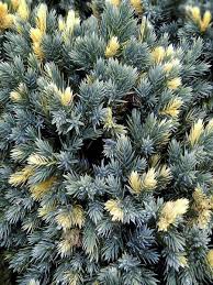 juniperus squamata floreant
