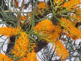 All parts of this plant are poisonous. Nuytsia Wikipedia