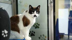 Don't wait until the last minute. Rehoming Cats Making The Decision To Rehome Cats Protection