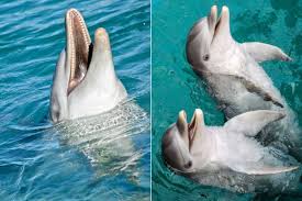how many teeth does a dolphin have