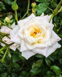 White Drift Rose Bushes For