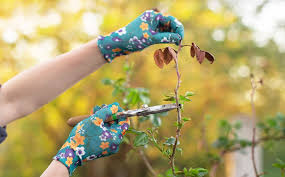 A How To Guide On Rose Pruning Care