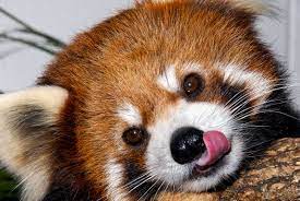 Red panda = world's cutest animal?! Panda Jpg 574 384 Red Panda Cute Cute Animals Red Panda Baby