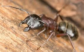 carpenter ant infestation in san antonio