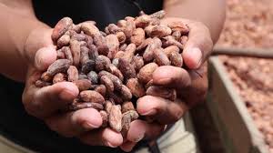 Resultado de imagen de fotos intermon cacao