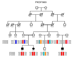 Pedigree Drawing Of Deaf Family Showing Linkage To Dfnb4 Pds