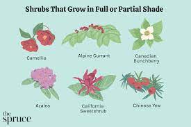 29 best shrubs for shade gardens