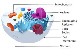 cell membrane 2 vacuole 3 nucleus