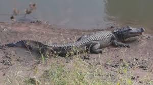 Alligators seen along popular Buffalo Bayou trail in downtown Houston