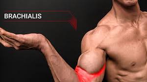 wider biceps brachialis muscle