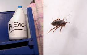roaches with bleach diy pest control