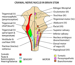 Cranial nerves are numbered from how their nuclei are ordered, rostral to caudal (i.e. Branchiomotor Nuclei Liberal Dictionary Cranial Nerves Brain Stem Brain Anatomy