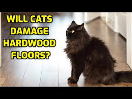 cats cause damage to hardwood floors