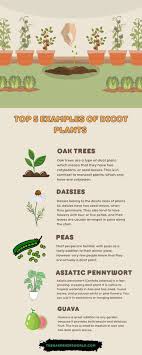 what are some dicot plants exles