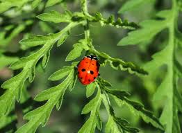 7 great plants that attract lady bugs