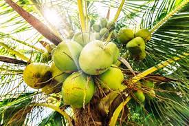 when are coconuts ripe in florida ehow