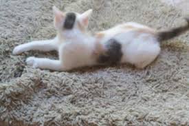 We keep our website up to date. Adorable Calico Kitten Half Ragdoll 1 4 Maine Coon And 1 4 Scot Fold For Sale In Colorado Springs Colorado Classified Americanlisted Com