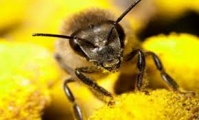  Khasiat Madu Lebah Asli Untuk Kecantikan