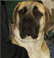 The drier mouth is due to the resulting puppies had a firmer, tighter lower lip line and did not drool as much as the average mastiff. American Mastiff Greatdogsite