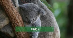 what-is-a-group-of-koalas-called