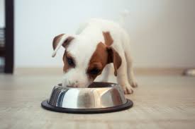 cómo alimentar a un cachorro de 2 meses