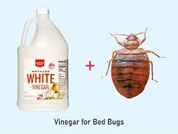 does vinegar kill bed bugs here s how