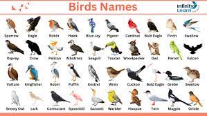birds names explore list of 100 names