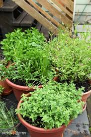 Container Garden Ideas For Growing Tons