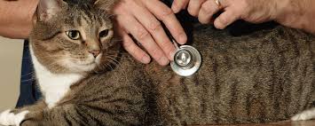 Monitoring Diabetes For Cats And Dogs