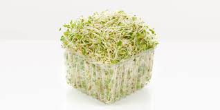 alfalfa sprouts all you need to know