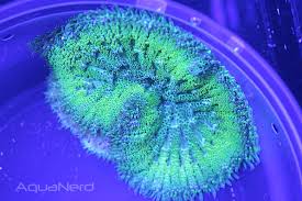 neon green mini maxi anemone