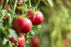 natural fertilizers for tomato plants