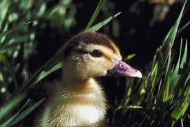 how to care for a newborn duckling