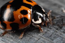 Image result for Ladybird beetle animation gif