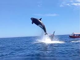 Watch: Viral Video Shows Orca Jumping 15 Feet Into the Air During  Bottlenose Dolphin Hunt
