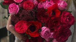 rose day today red purple or pink