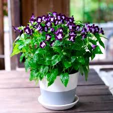 20 shade loving plants for containers