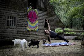 goat pose goat yoga offers relaxation