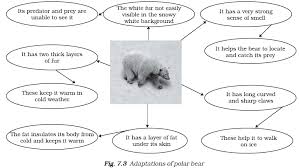 Wheather Climate And Adaptations Of Animals To Climate