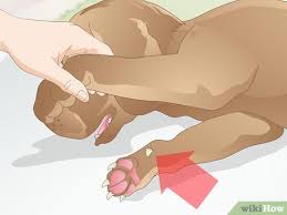 how to care for a dog s dew claw 10