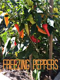 how to freeze peppers farm fresh for