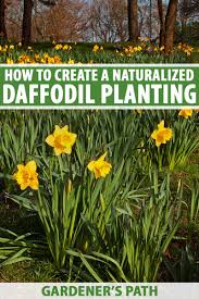 naturalized daffodil planting