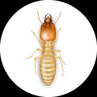 types of termite treatments orkin