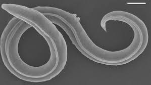 ancient worms revived from permafrost